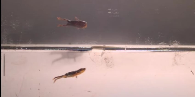 Почему крошечные ядовитые жабы – плохие прыгуны? Ученые удивили причиной (ВИДЕО)