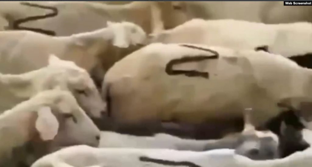 Z-овцы. В Дагестане опубликовали видео стада патриотических баранов, но быстро удалили (ВИДЕО) 1