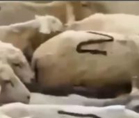 Z-овцы. В Дагестане опубликовали видео стада патриотических баранов, но быстро удалили (ВИДЕО)