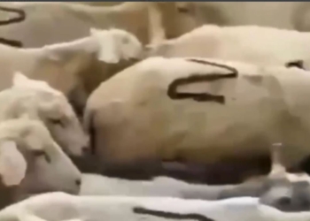 Z-овцы. В Дагестане опубликовали видео стада патриотических баранов, но быстро удалили (ВИДЕО)