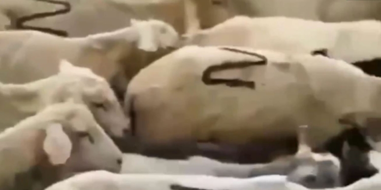 Z-овцы. В Дагестане опубликовали видео стада патриотических баранов, но быстро удалили (ВИДЕО)