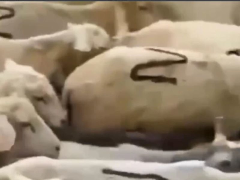 Z-овцы. В Дагестане опубликовали видео стада патриотических баранов, но быстро удалили (ВИДЕО)