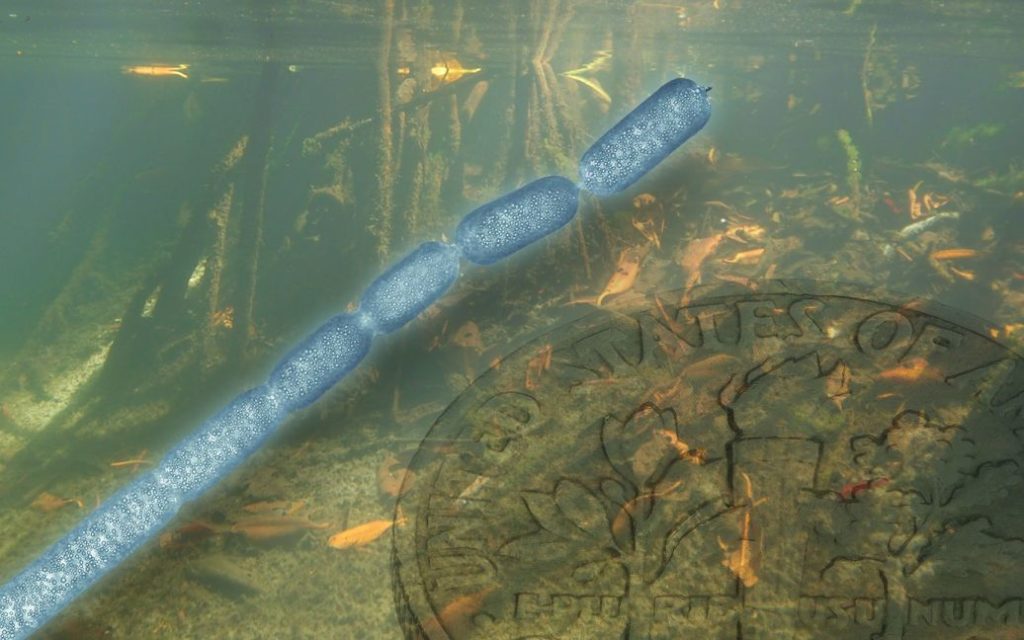 Ученые обнаружили гигантскую бактерию: размером с ресницу 1