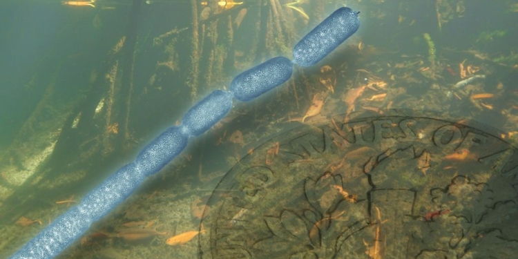 Ученые обнаружили гигантскую бактерию: размером с ресницу