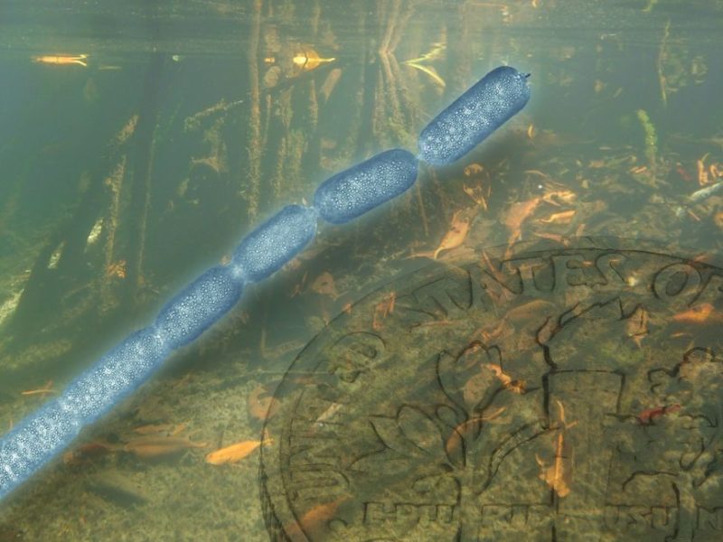 Ученые обнаружили гигантскую бактерию: размером с ресницу