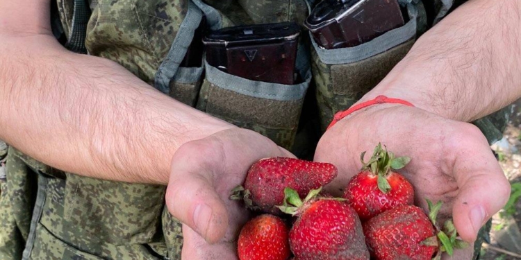 Рашисты в Херсонской области пытаются заработать на сборе клубники (ФОТО)