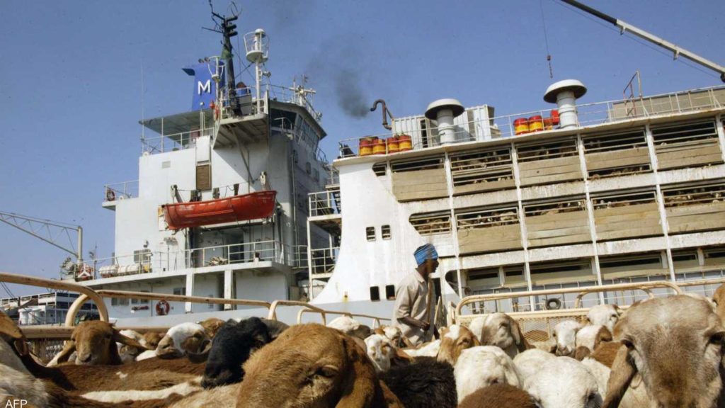 Слишком много их было. В порту Судана затонуло судно с жертвенными овцами для Саудовской Аравии 1