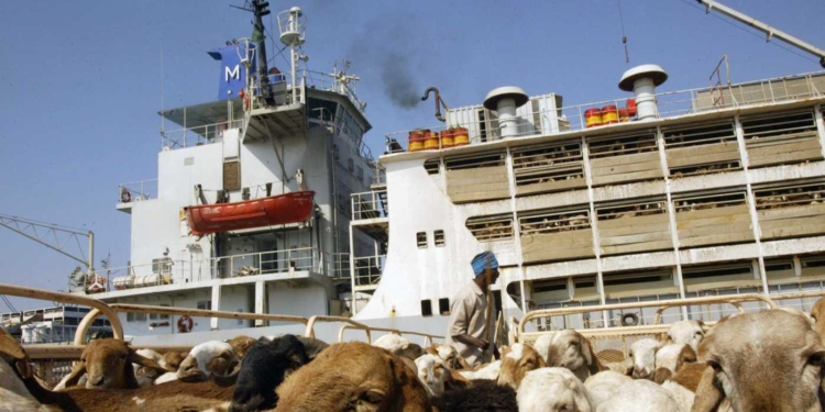 Слишком много их было. В порту Судана затонуло судно с жертвенными овцами для Саудовской Аравии