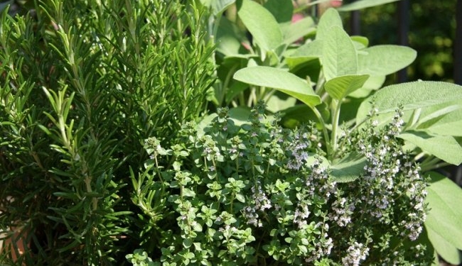 Овощи, цветы и пряные травы. Что еще можно посадить в июне в огороде и возле дома