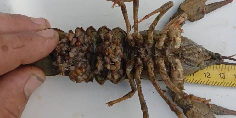 На Єланецькому водосховищі браконьєр наловив раків майже на 0,5 млн.грн. (ФОТО)