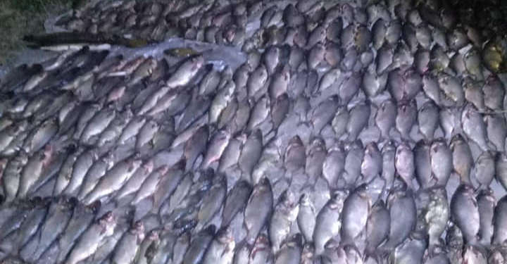 Знов біля Вознесенська: Миколаївський рибоохоронний патруль піймав чергового браконьєра з 81 кг риби (ФОТО, ВІДЕО)