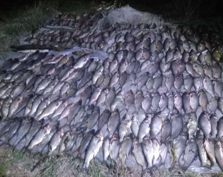 Знов біля Вознесенська: Миколаївський рибоохоронний патруль піймав чергового браконьєра з 81 кг риби (ФОТО, ВІДЕО)
