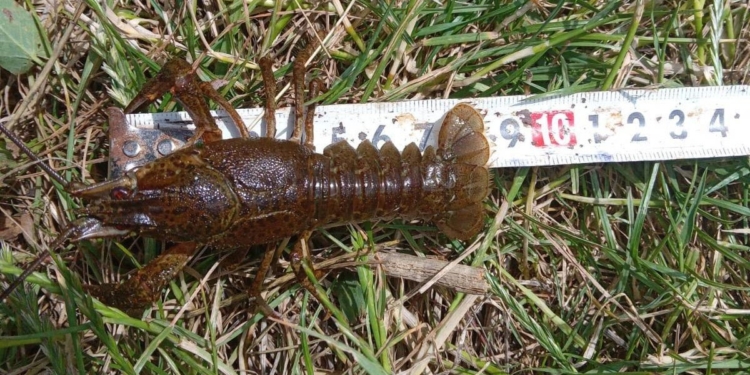 У Вознесенському районі браконьєри виловили 196 раків (ФОТО)