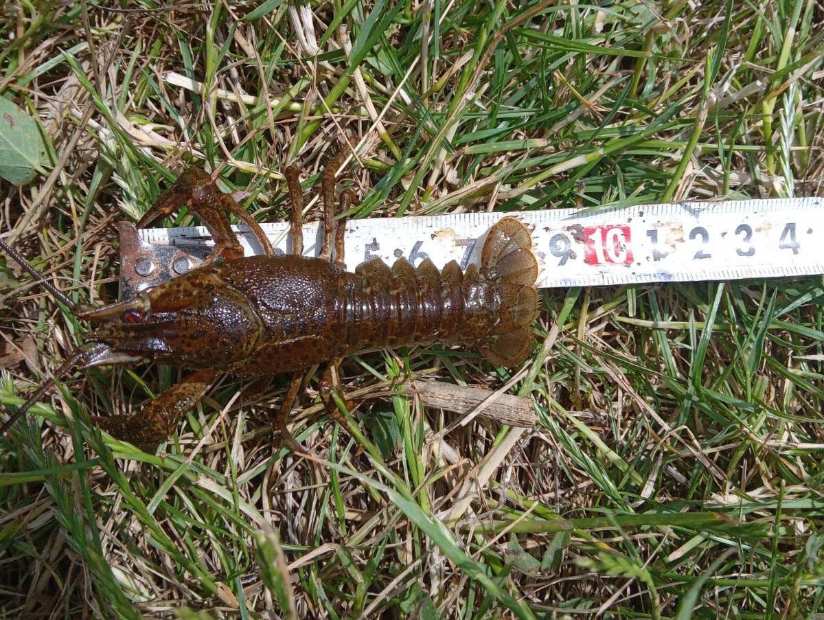 У Вознесенському районі браконьєри виловили 196 раків (ФОТО)