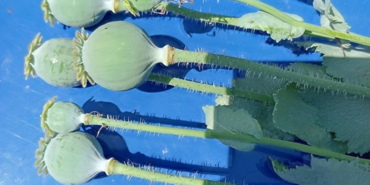 На Миколаївщині обласна варта разом з поліцейськими знищили плантацію снодійного маку (ФОТО)