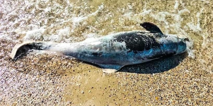 Через дії окупантів в Чорному морі продовжують гинути дельфіни (ФОТО)
