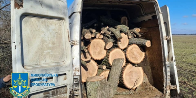 За незаконну порубку дубів мешканець Миколаївського району піде під суд (ФОТО)