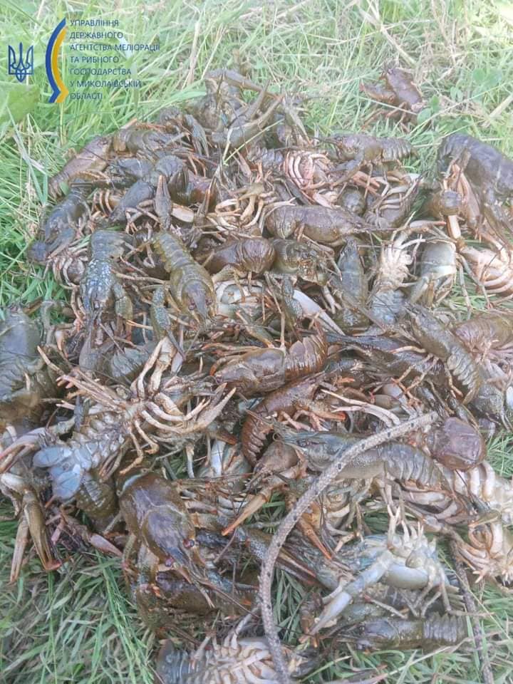 Миколаївський рибоохоронний патруль затримав браконьєра, який виловив 80 раків біля Сапетні (ФОТО) 1