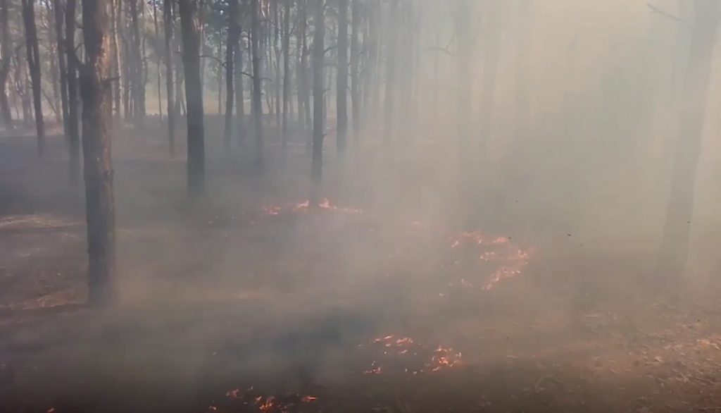 Пожежу лісу поблизу Миколаєва, яка спалахнула через ранкові російські обстріли, приборкали (ФОТО, ВІДЕО) 25