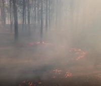 Пожежу лісу поблизу Миколаєва, яка спалахнула через ранкові російські обстріли, приборкали (ФОТО, ВІДЕО)