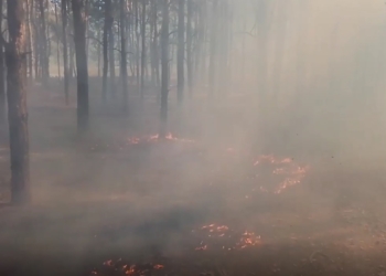 Пожежу лісу поблизу Миколаєва, яка спалахнула через ранкові російські обстріли, приборкали (ФОТО, ВІДЕО)