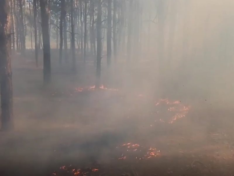 Пожежу лісу поблизу Миколаєва, яка спалахнула через ранкові російські обстріли, приборкали (ФОТО, ВІДЕО)