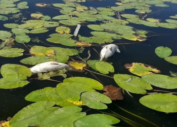 Поблизу Гур’ївки та Пісків загинуло 5 тисяч екземплярів риби – на Південному Бузі замор (ВІДЕО)