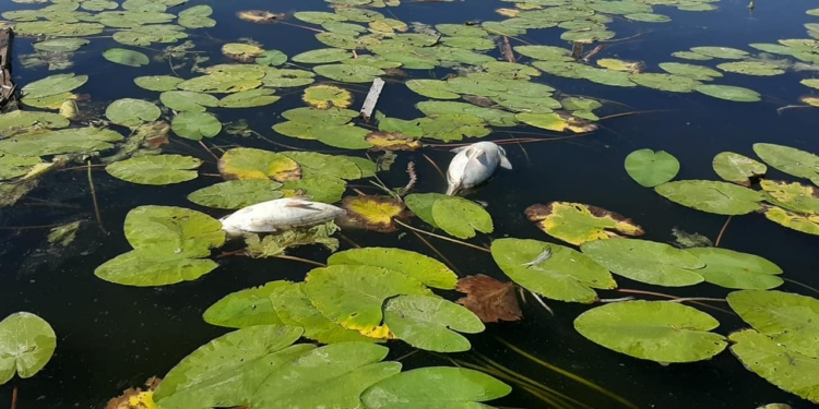Поблизу Гур’ївки та Пісків загинуло 5 тисяч екземплярів риби – на Південному Бузі замор (ВІДЕО)