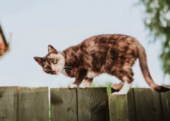 У Польщі визнали домашніх кішок шкідливим для природи видом