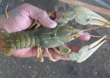 Миколаївський рибоохоронний патруль затримав браконьєра, який виловив 80 раків біля Сапетні (ФОТО)