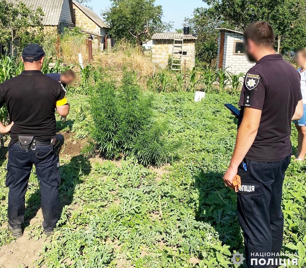 У Миколаївському районі поліцейські вилучили у чоловіка 108 кущів коноплі (ФОТО) 4