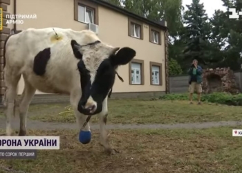 Корову з відірваним копитом з Київщини вілправляють на протезування до Німеччини