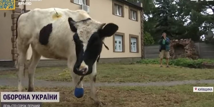 Корову з відірваним копитом з Київщини вілправляють на протезування до Німеччини