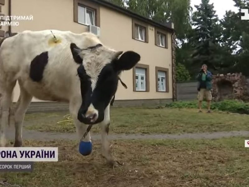 Корову з відірваним копитом з Київщини вілправляють на протезування до Німеччини