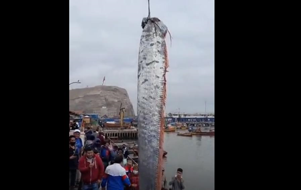 В Чили рыбаки поймали легендарного сельдяного короля – самую длинную рыбу океана (ВИДЕО)