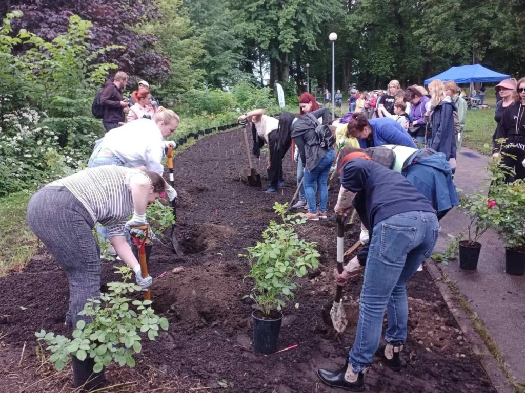 В Таллинне украинские беженцы в благодарность за гостеприимство высадили аллею роз (ФОТО) 6