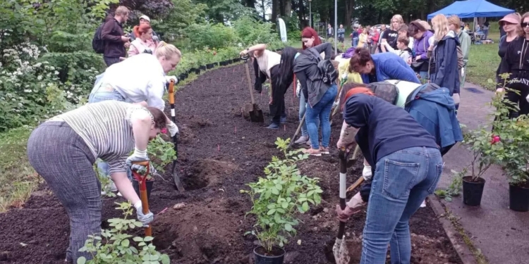 В Таллинне украинские беженцы в благодарность за гостеприимство высадили аллею роз (ФОТО)