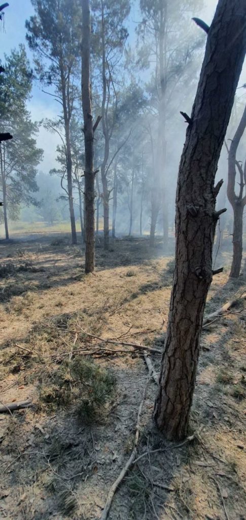Пожежу лісу поблизу Миколаєва, яка спалахнула через ранкові російські обстріли, приборкали (ФОТО, ВІДЕО) 5
