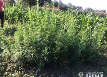 У Миколаївському районі поліцейські вилучили у чоловіка 108 кущів коноплі (ФОТО)