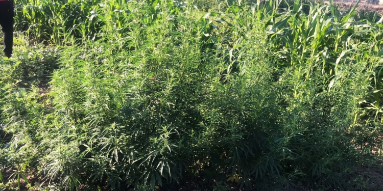 У Миколаївському районі поліцейські вилучили у чоловіка 108 кущів коноплі (ФОТО)