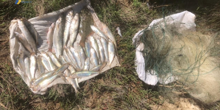 На Миколаївщині піймали браконьєрів, які зловили 4 кг риби, 19 кг креветки і 2 кг раків (ФОТО)