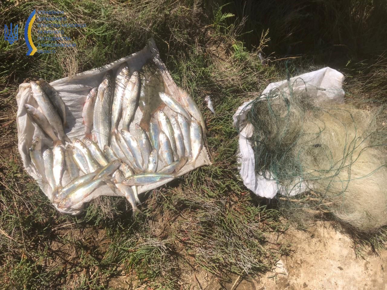 На Миколаївщині піймали браконьєрів, які зловили 4 кг риби, 19 кг креветки і 2 кг раків (ФОТО)