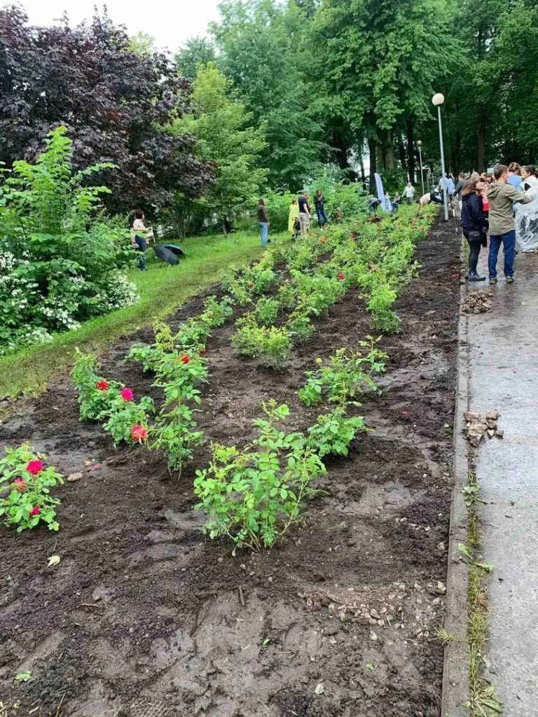 В Таллинне украинские беженцы в благодарность за гостеприимство высадили аллею роз (ФОТО) 10