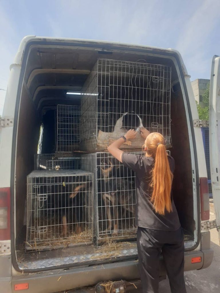 З миколаївського КП «Центр захисту тварин» евакуйовано 83 чотирилапих (ФОТО) 3