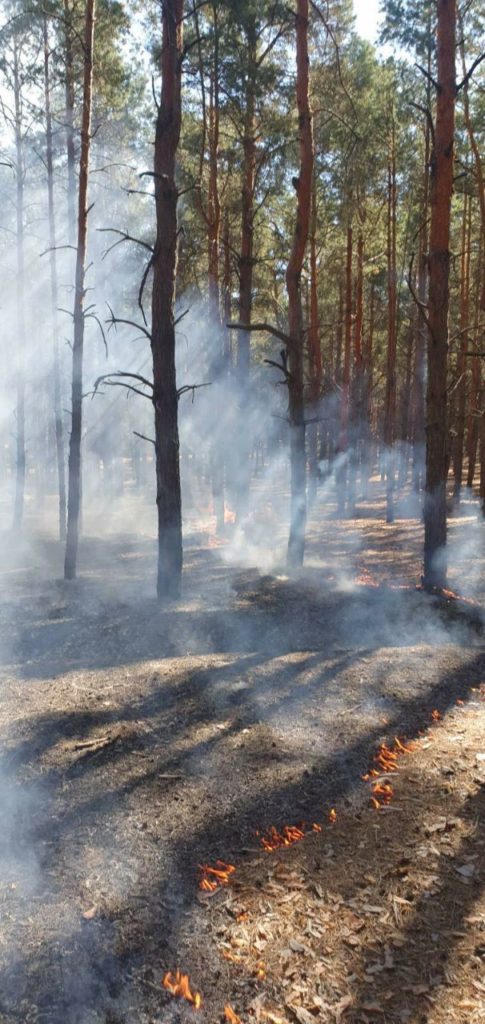 Пожежу лісу поблизу Миколаєва, яка спалахнула через ранкові російські обстріли, приборкали (ФОТО, ВІДЕО) 9
