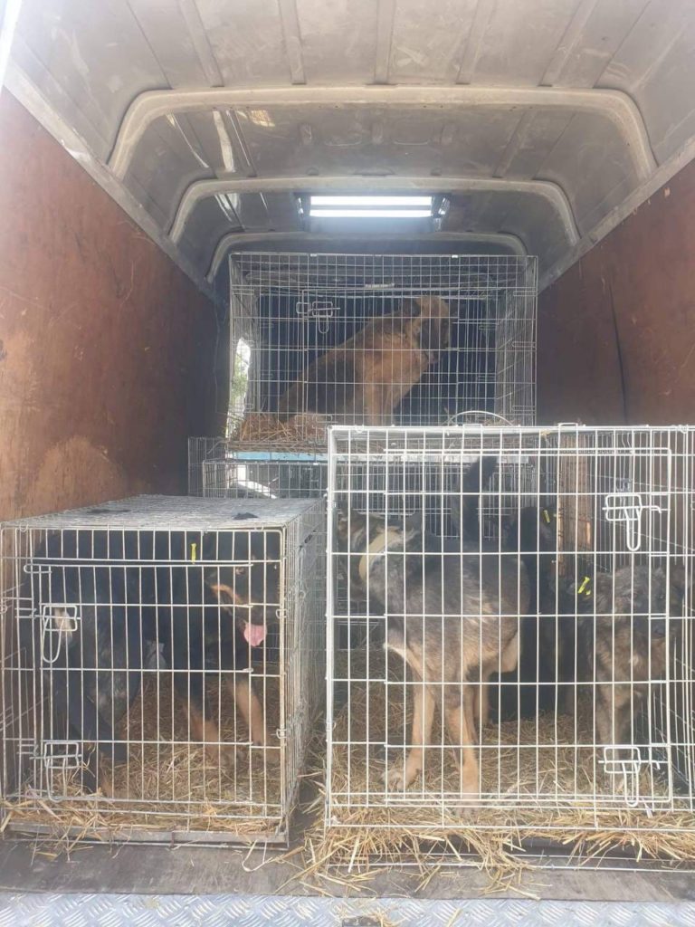 З миколаївського КП «Центр захисту тварин» евакуйовано 83 чотирилапих (ФОТО) 5