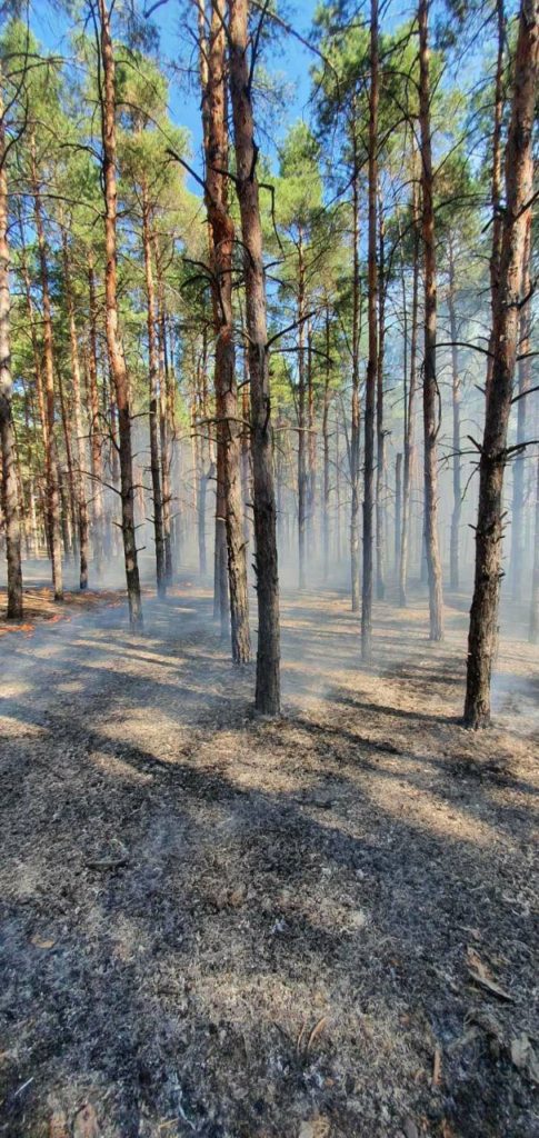Пожежу лісу поблизу Миколаєва, яка спалахнула через ранкові російські обстріли, приборкали (ФОТО, ВІДЕО) 11