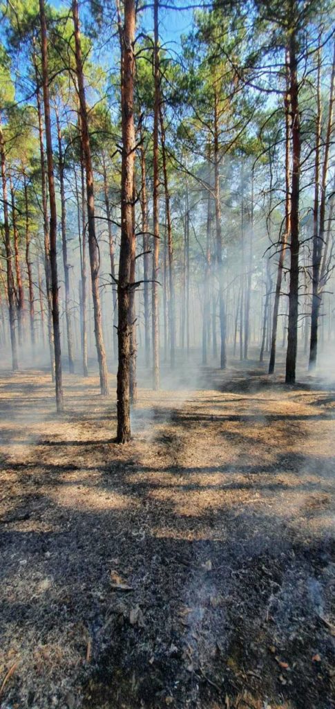Пожежу лісу поблизу Миколаєва, яка спалахнула через ранкові російські обстріли, приборкали (ФОТО, ВІДЕО) 15