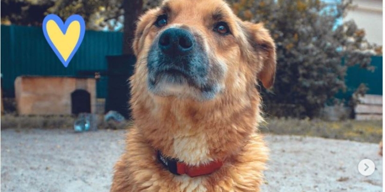 Саперы спасли заминированную рашистами собаку. Подробности жуткой истории (ФОТО)