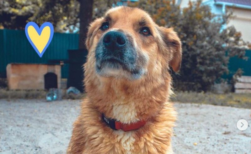 Саперы спасли заминированную рашистами собаку. Подробности жуткой истории (ФОТО)